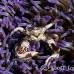 crab_porcelain_lu_mb_h_0172_png3064.jpg